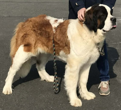 Étalon Chien du Saint-Bernard - ZUMBA de la vega de carmona