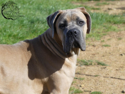 Étalon Cane Corso - Adam Des Gardiens De Cebenna