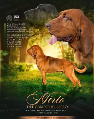 Étalon Chien de Saint-Hubert - CH. Mirto Del campo dell'oro