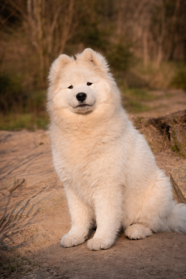 Étalon Samoyède - Albus Aspen Tweed Lenissei