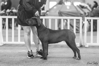 Étalon Cane Corso - Avalanche du Domaine Des Terres Noires