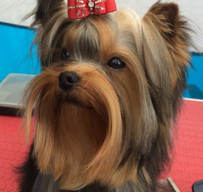 Étalon Yorkshire Terrier - Eternal show Sharbest Magicstar