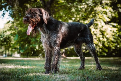 Étalon Chien d'arrêt allemand à poil dur - VIRCO Des Marais De L'Essonne