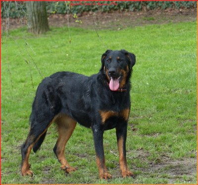 Étalon Berger de Beauce - Aquarelle de pastel-eternelle du Royaume D'Elsa