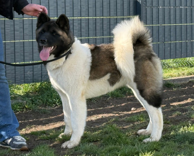 Étalon Akita americain - Alive and Kicking (dite ALIE) du Lac Brûlé