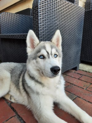 Étalon Siberian Husky - Liubov's Anouchka