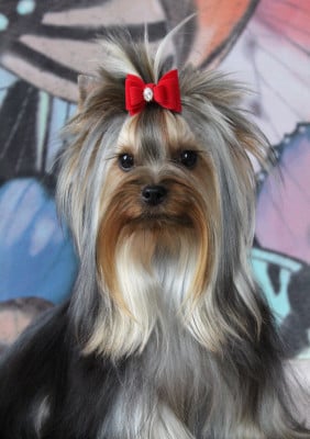 Étalon Yorkshire Terrier - Yeruda Du Berceau De Michel-Ange