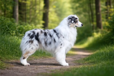Étalon Berger Australien - CH. BISS Vice et versailles des Terres De Khairyaca