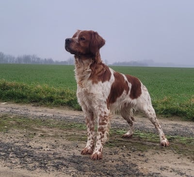 Étalon Epagneul Breton - TR. Vix de la plume picarde}