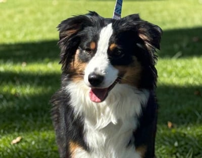 Étalon Berger Américain Miniature - VELMA De La Petite Rosée Des Chênes