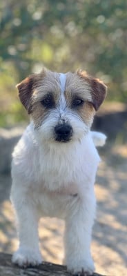 Étalon Jack Russell Terrier - Apollo petite fusee du Domaine De Léon De La Seille}