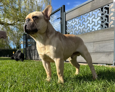 Ulysse du hameau de fontenay