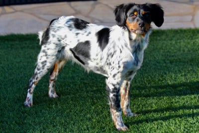 Étalon Epagneul Breton - Arwen Du Vallon D'Iron