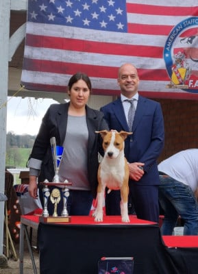 Étalon American Staffordshire Terrier - Aloha dream of hope for American Black Legion