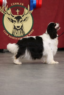 Étalon Cavalier King Charles Spaniel - CH. Utopie (Sans Affixe)