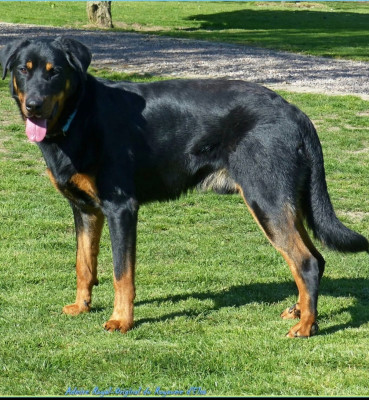 Étalon Berger de Beauce - Admire-royal-original du Royaume D'Elsa