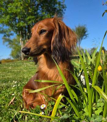 Étalon Teckel poil long - Alba du reve six coeurs