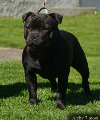 Étalon Staffordshire Bull Terrier - Multi Generation Absolute dream