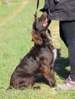 Étalon Chien d'Oysel allemand - Athos Du Val Des Houchis