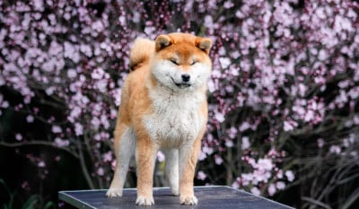 Étalon Shiba - Akanetora Go Sakura Kensha