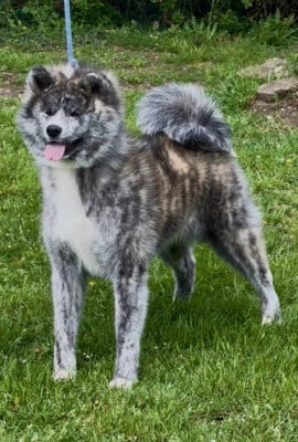 Étalon Akita - Izumi go akai okami shou