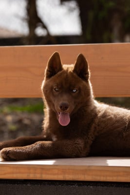 Étalon Siberian Husky - Alwin (Sans Affixe)