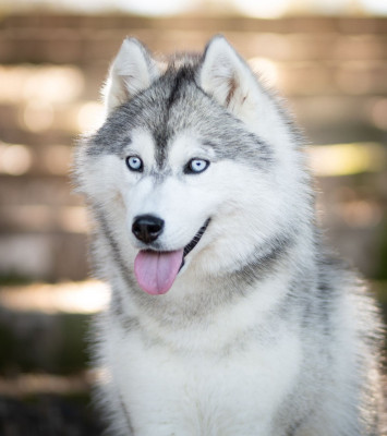 Étalon Siberian Husky - Azur des rèves polaires