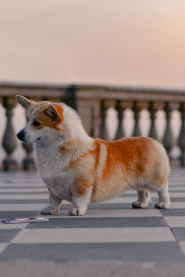 Étalon Welsh Corgi Pembroke - edlen house Velvet wonder