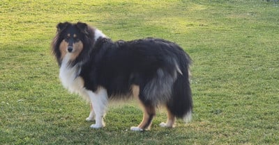 Étalon Colley à poil long - AUDACIEUSE black Du Chai De Boisse