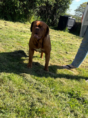 Étalon Dogue de Bordeaux - Vita-de-maraval (Sans Affixe)