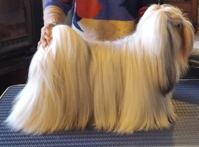 Étalon Lhassa Apso - Very Versace's Vertige-de-l'amour