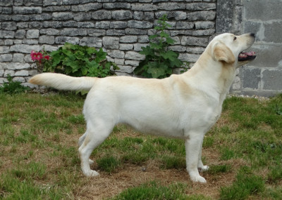 Étalon Labrador Retriever - Angele De Silver Swann