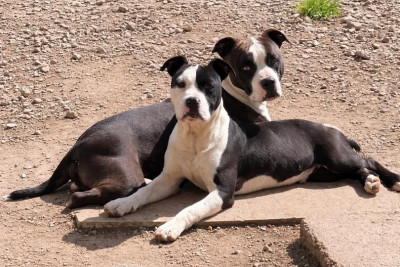 Étalon American Staffordshire Terrier - ALL BLACK KING'S LEGEND de L'éclat Du Diamant Bleu