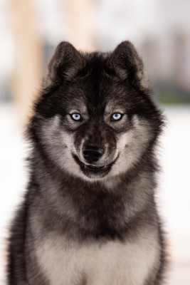 Étalon Siberian Husky - Alfa bella Zorsky