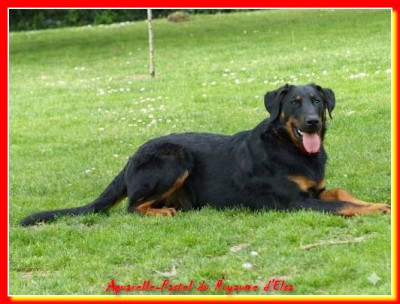 Étalon Berger de Beauce - Aquarelle de pastel-eternelle du Royaume D'Elsa