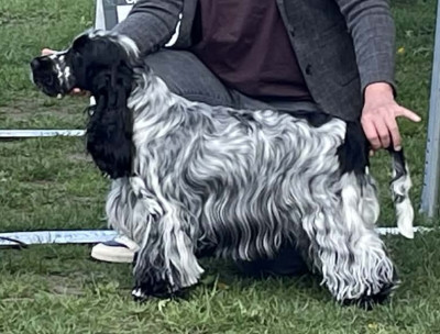 Étalon Cocker Spaniel Anglais - Xclusivité Du Pré Aux Etocs