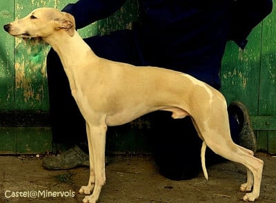 Étalon Whippet - Asta la vista du castel minervois