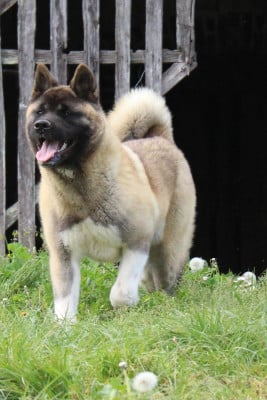 Étalon Akita americain - Amber leaf Of Bear's Park