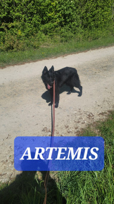 Étalon Berger Allemand - Artemis Du domaine de maryanne