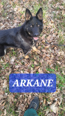 Étalon Berger Allemand - Arkane Du domaine de maryanne