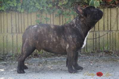 Étalon Bouledogue français - Prestige Line A underground king hades