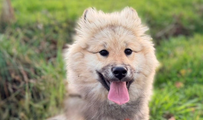 Étalon Eurasier - Aboom Blue De La Vallée Du Petit Pré