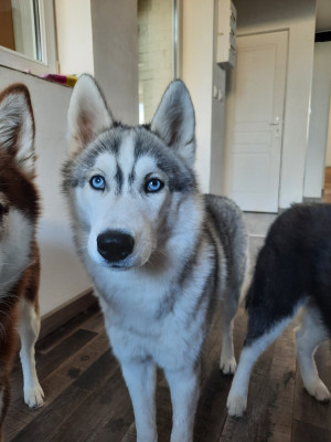 Étalon Siberian Husky - Liubov's Anouchka