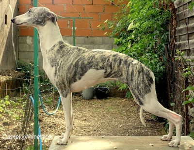 Étalon Whippet - Anda morena du castel minervois