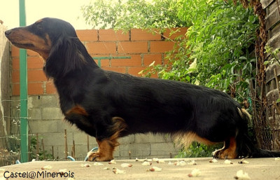 Étalon Teckel poil long - Athenaïs Good Spotted Paradise