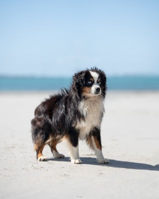 image de Return to sunders elvis