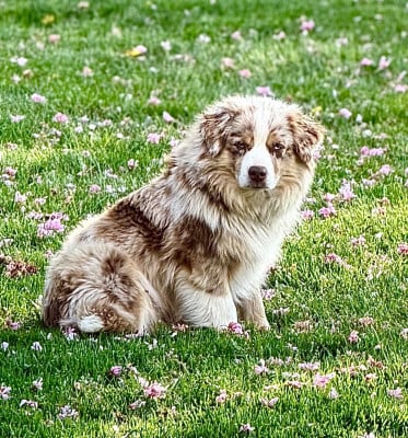 Étalon Berger Américain Miniature - (arya) sarah mini of musimaciay