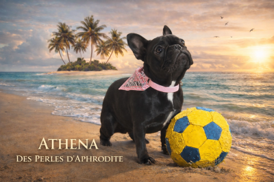 Étalon Bouledogue français - Athena des perles d'Aphrodite