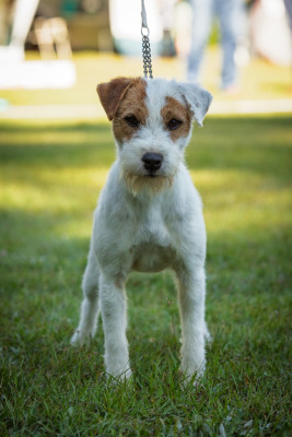 Étalon Parson Russell Terrier - CH. VIKING des very important Parson