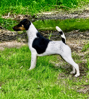 Étalon Fox Terrier Poil lisse - Apple pie by fox rebell Fubelfox